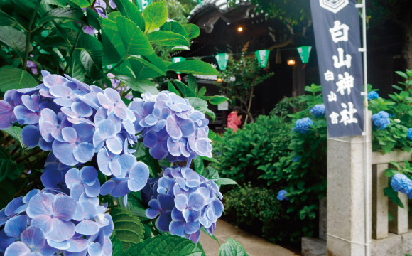 【6月活動】享受梅雨時分才有的“賞花”，文京區‧白山神社 “繡球花祭”   繡球花、祭、