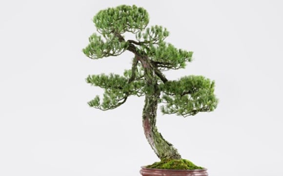 銀座5日限定活動，帶你了解BONSAI魅力 日本文化、日本流行、觀光、日本飲食