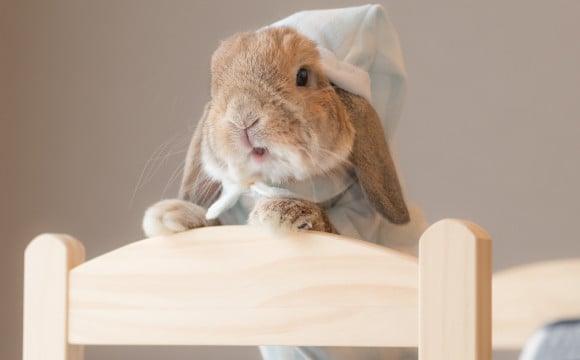 300樣展示內容的「兔子象徵展覽2017」將於淺草舉辦 兔子、