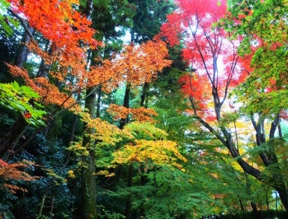 秋季的出門選擇。從東京都心交通便利的7個楓葉景點 在東京、楓葉、觀光、