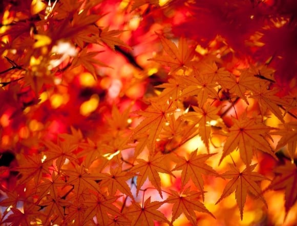 被大自然包圍的非日常體驗 日本東北的6個推薦賞楓景點 楓葉、