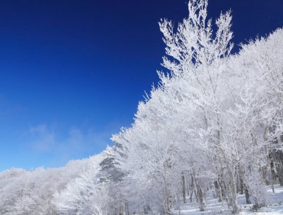 享受從露天溫泉放眼望去的雪景及樹冰 大分「星野集團 界 阿蘇」 在大分、溫泉、