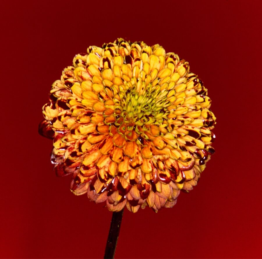 RADWIMPS 新歌「Mountain Top / Shape Of Miracle」的視覺設計公開！ 日本文化、日本流行、觀光、日本飲食