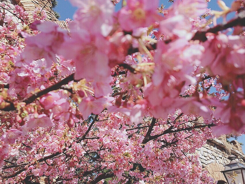 能夠在5分鐘內從各個車站抵達！交通方便的6個東京人氣賞花景點 在東京、櫻、