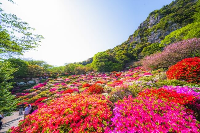 迎來20萬朵杜鵑花的花期！春季活動 佐賀「御船山樂園 花祭」舉辦 在佐賀、