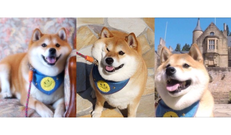 追蹤人數超過10萬人！人氣柴柴・Hana的旅遊影片大公開 柴犬Hana、