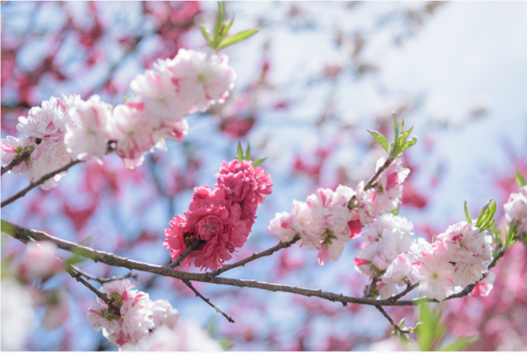 日本第一桃花乡!五月份阿智村给你最美的世外桃源