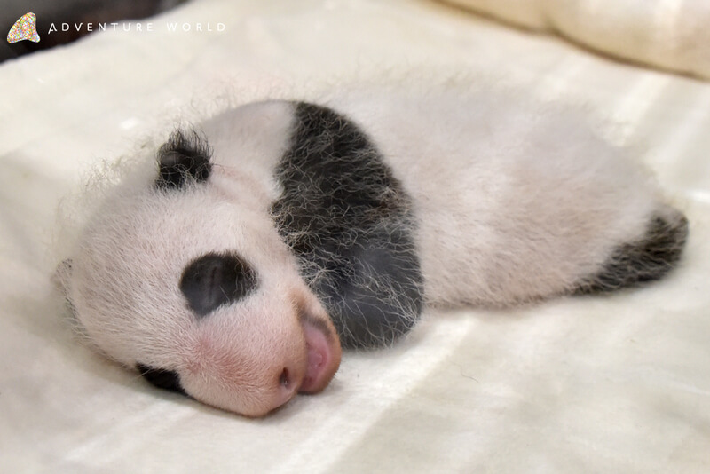 和歌山「冒險世界遊樂園」貓熊寶寶公開＆名字募集活動開跑 貓熊、