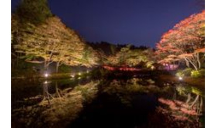 享受被照亮的紅葉！漫步欣賞晚上的神戶六甲高山植物園的紅葉 燈飾、紅葉_、