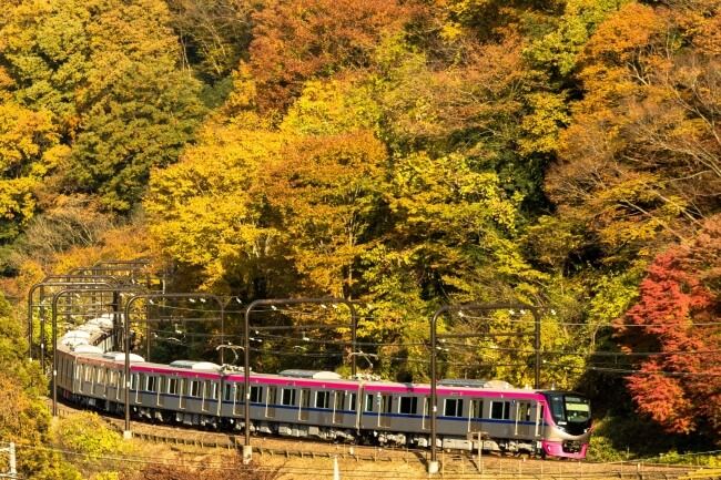 高尾山紅葉季到来！由高尾山出發的臨時指定列車「Mt.TAKAO號」開始運行 日本旅行、日本觀光、高尾山_、