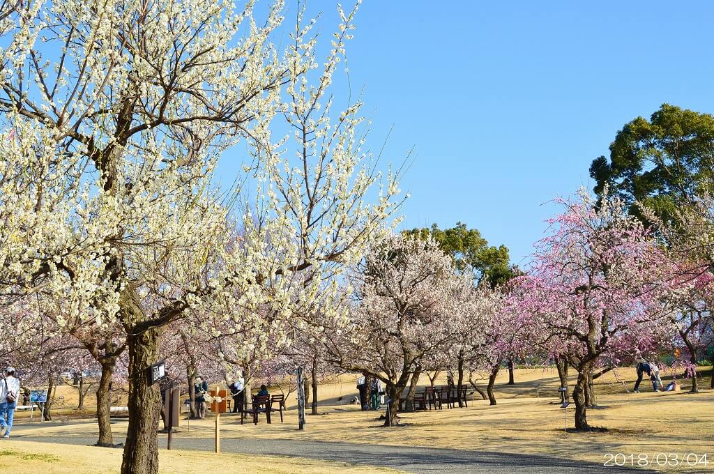 約200種梅花盛開！小田原花園梅花季「梅之花色」 在神奈川、