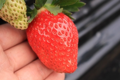 來千葉採草莓吧！千葉成田夢牧場「草莓初摘」活動開跑 在千葉、