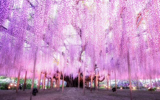 2020年日本4月份的推薦景點與慶典 