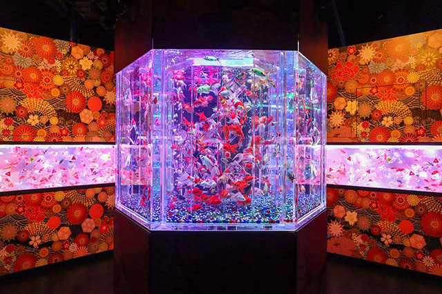 炫麗浪漫！【日本橋】「藝術燈光金魚展」歷年最大展場＆金魚主題咖啡廳 